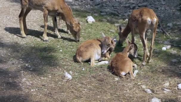 Ibex Alpini Pascolo Riprese Ravvicinate — Video Stock