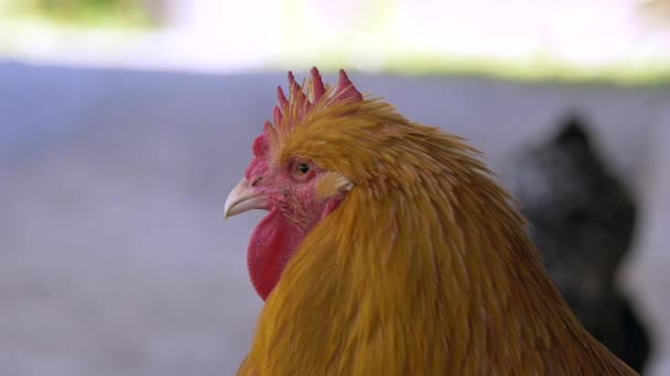 Hühner Laufen Freien — Stockvideo