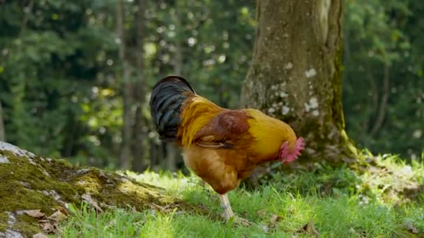 Kurczak Spacery Świeżym Powietrzu Materiał — Wideo stockowe