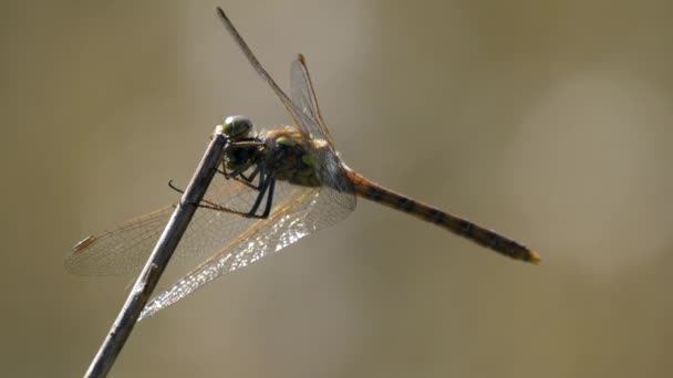 Dragonfly Selective Focus Footage — Stock Video