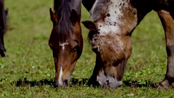 Лошади Пасутся Открытом Воздухе — стоковое видео