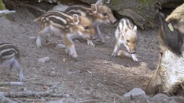 Cerca Imágenes Tablero Salvaje Con Los Bebés — Vídeos de Stock