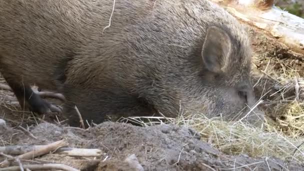 Wild Boar Eating Hay — Stock Video