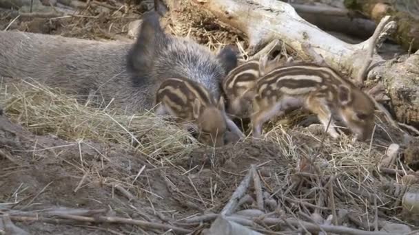 Fermer Les Images Wild Board Avec Des Bébés — Video