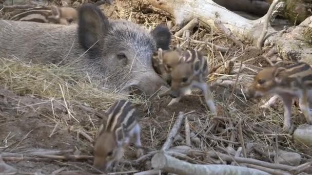 Close Footage Wild Board Babies — Stock Video