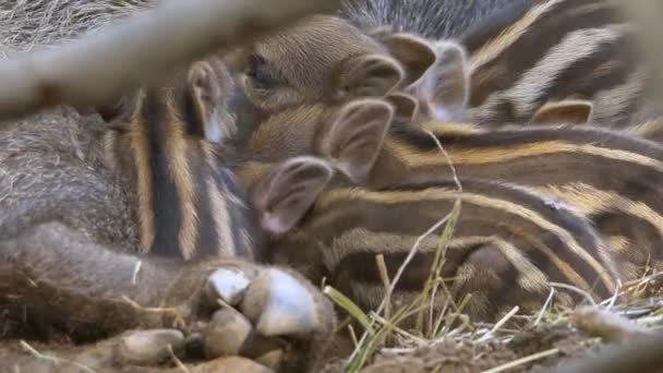 Άγρια Μικρά Αγριογούρουνα Κλείνουν Πλάνα — Αρχείο Βίντεο