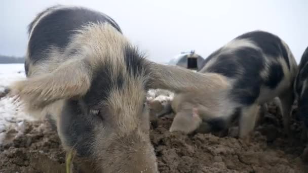 농장에서 돼지의 — 비디오