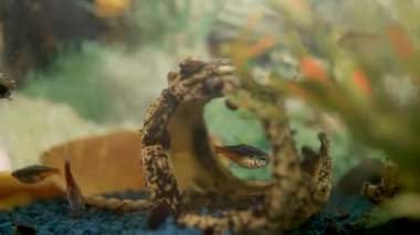 Akvaryumdaki balıkların görüntüleri 