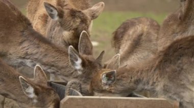 geyik otlağı görüntüsü