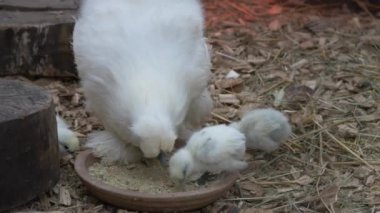Açık havada yürüyen civcivler