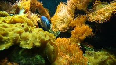 Balıklarla doğal arka plan manzarası 