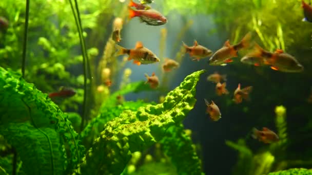 Krásný Podvodní Pohled Přírodní Pozadí Rybami — Stock video