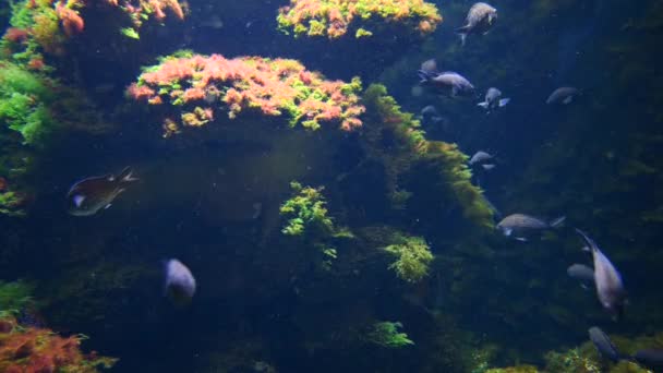 Красивый Подводный Вид Природный Фон Рыбой — стоковое видео