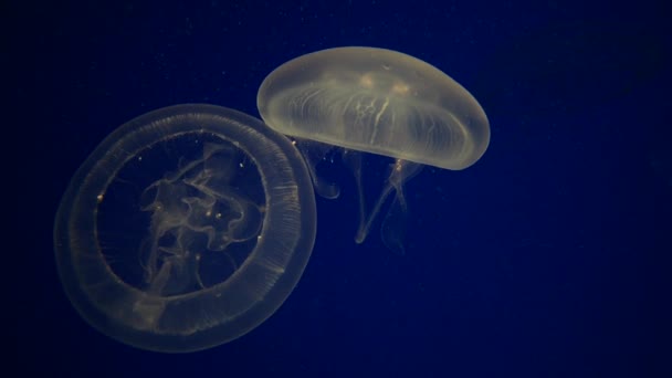 Mundo Submarino Con Medusas — Vídeos de Stock