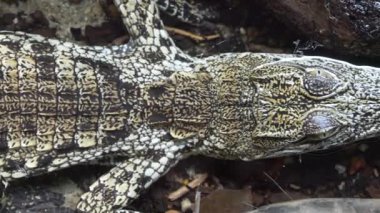 Timsahın yakın görüntüsü 