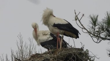 Güzel siyah beyaz leylekler 