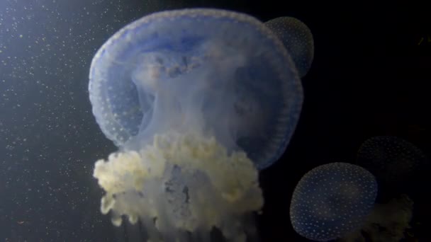 Mundo Subaquático Com Medusas — Vídeo de Stock