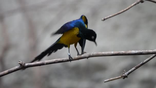 Vista Cênica Belo Pássaro Natureza — Vídeo de Stock