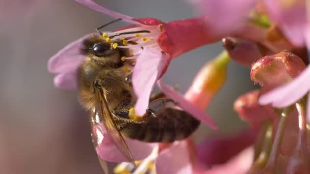 Zbliżenie Pszczoły Kwiat Tle Natury — Wideo stockowe