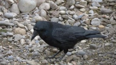 Taş plajda siyah karga