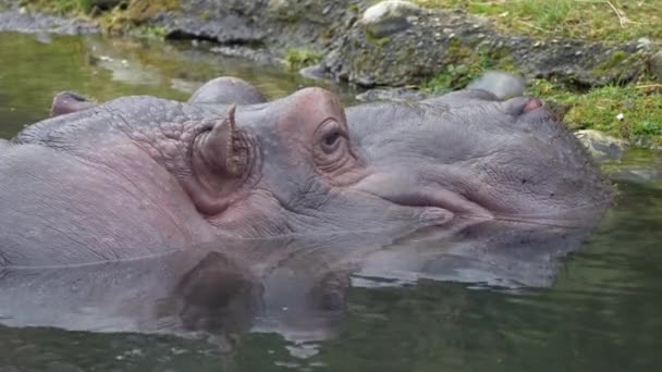 Hippopotamuses Hippopotamus Amphibius Pond Water — Stock Video