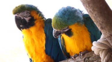 Arka planda hayvanat bahçesindeki papağanları kapatın.