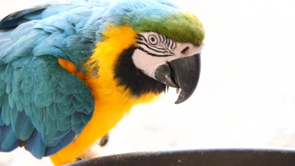 Close Portrait Beautiful Colorful Parrot — Stock Video