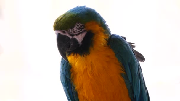 Close Portrait Beautiful Colorful Parrot — Stock Video