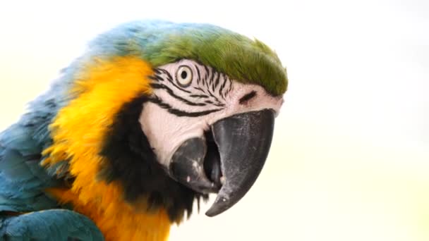 Κοντινό Πορτρέτο Ενός Όμορφου Πολύχρωμου Παπαγάλου — Αρχείο Βίντεο