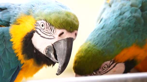 Κοντινό Πλάνο Παπαγάλων Στο Ζωολογικό Κήπο Στο Παρασκήνιο — Αρχείο Βίντεο