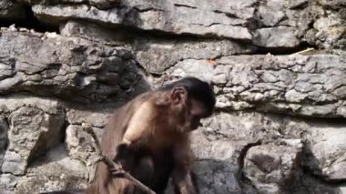 Doğadaki maymunun yakın plan görüntüsü