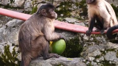 Maymunların yakın plan çekimleri.