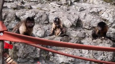 Maymunların yakın plan çekimleri.