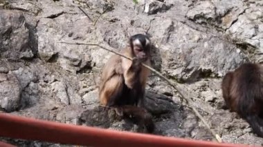Maymunların yakın plan çekimleri.