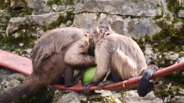Maymunların yakın plan çekimleri.