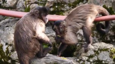 Maymunların yakın plan çekimleri.