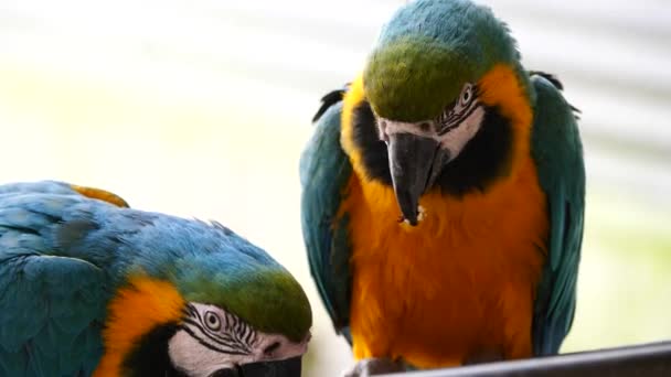 Κοντινό Πλάνο Παπαγάλων Στο Ζωολογικό Κήπο Στο Παρασκήνιο — Αρχείο Βίντεο