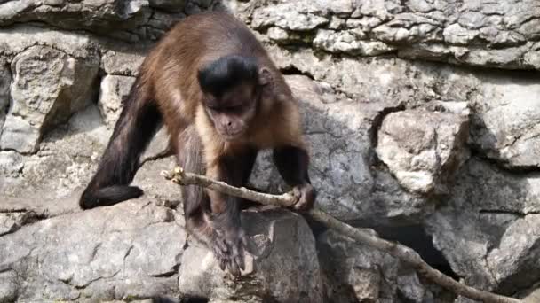 Primer Plano Del Mono Fondo Naturaleza — Vídeos de Stock
