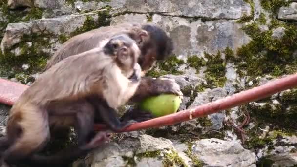 Primer Plano Los Monos Fondo Naturaleza — Vídeos de Stock