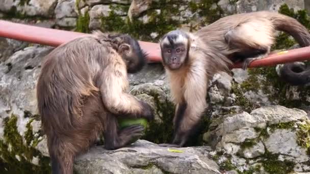 Primer Plano Los Monos Fondo Naturaleza — Vídeos de Stock