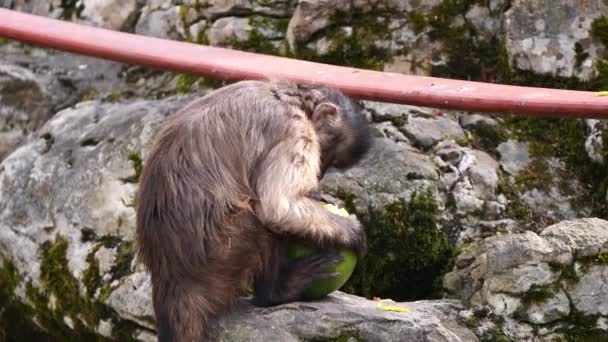 Primo Piano Scimmia Con Frutta Sullo Sfondo Della Natura — Video Stock