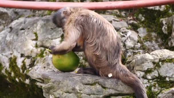 Closeup Monkey Fruit Nature Background — Stock Video