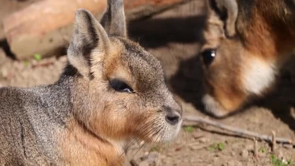 Patagonische Mara Dieren Natuur Achtergrond — Stockvideo