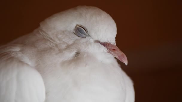 Piccione Uccello Bianco Sfondo — Video Stock
