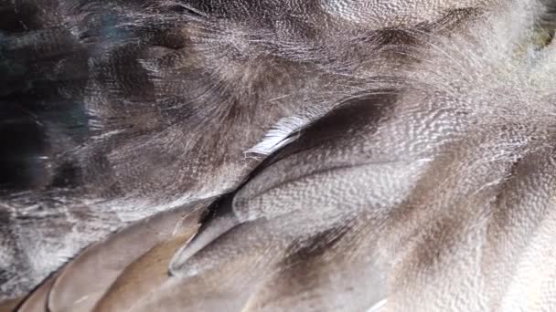 Nahaufnahme Eines Schönen Pfauenvogels — Stockvideo