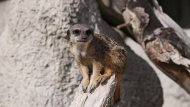  Meerkat 'ın doğa arka planında yakın plan görüntüsü