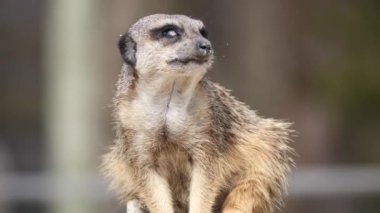  Meerkat 'ın doğa arka planında yakın plan görüntüsü