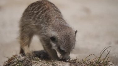  Meerkat 'ın doğa arka planında yakın plan görüntüsü