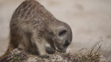  Meerkat 'ın doğa arka planında yakın plan görüntüsü