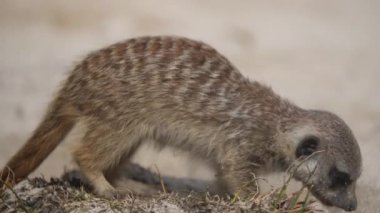  Meerkat 'ın doğa arka planında yakın plan görüntüsü